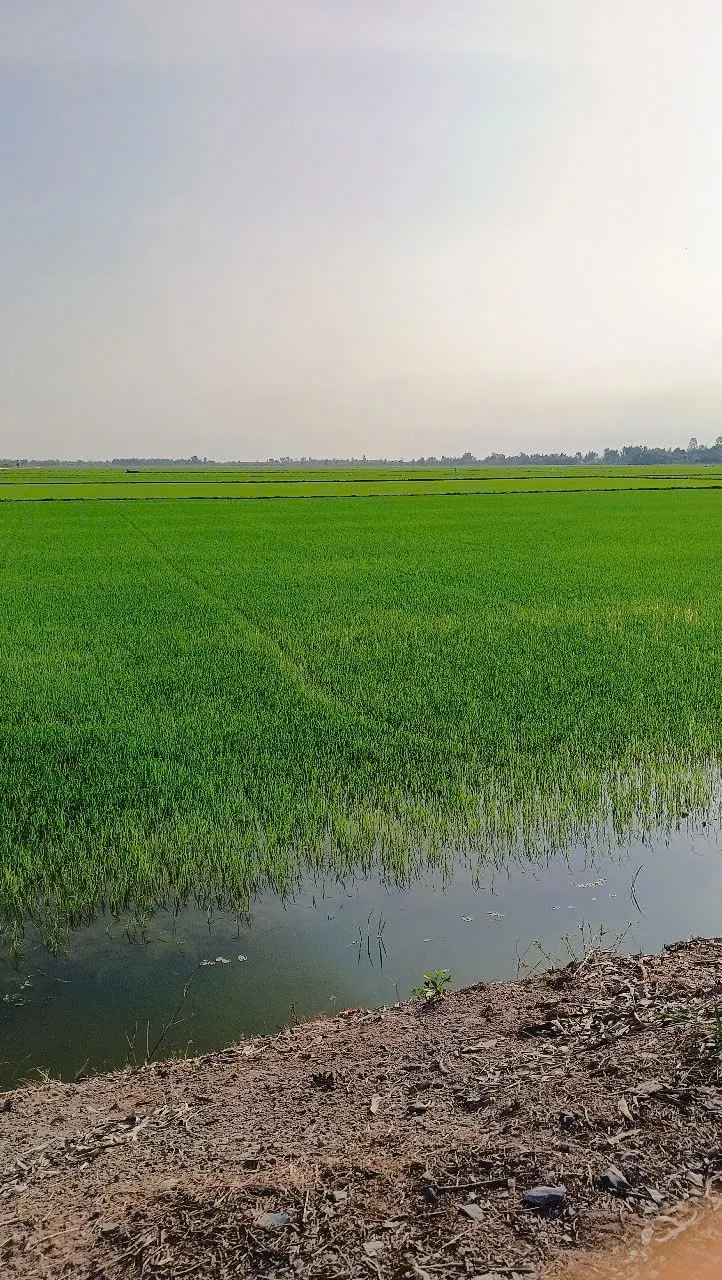 溫室裡的說書人