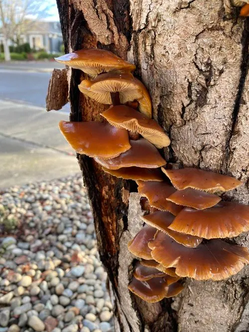 Flammulina filiformis (Z.W.Ge, X.B.Liu & Zhu L.Yang) P.M.Wang, Y.C.Dai, E.Horak & Zhu L.Yang  Observed in United States of America  by treemindful