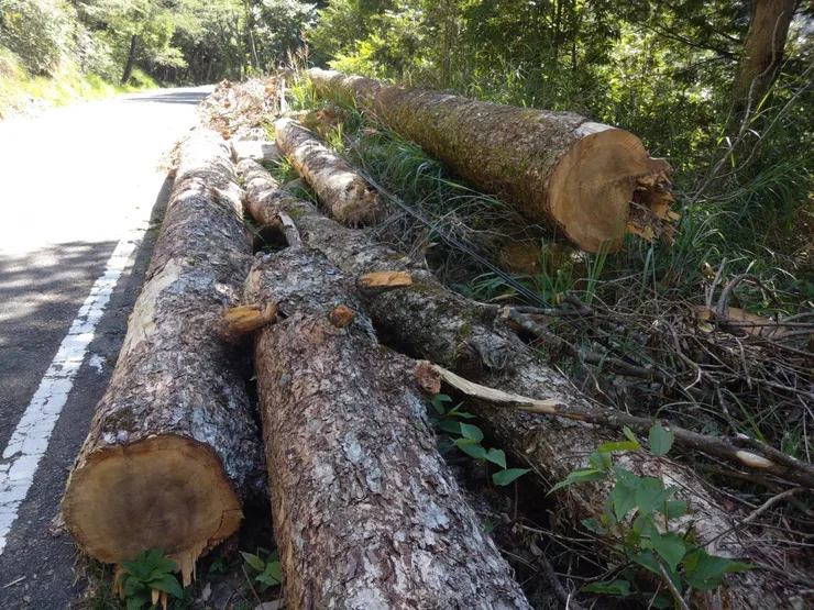 努力種樹,但風倒木、枯立木、危木發生時,也只能焚燒掉嗎?