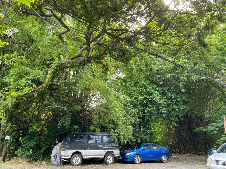 2022.5.29拍攝，大片的刺竹林與老樹