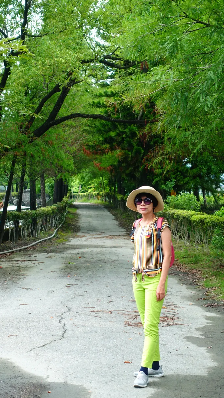 水圳旁落羽松步道