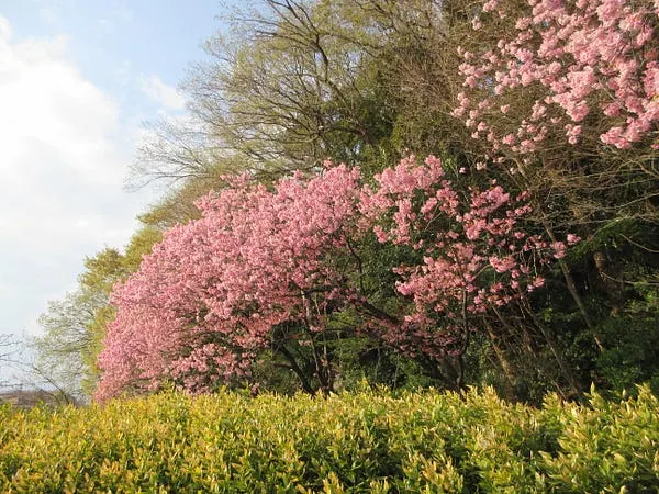 じゅん菜池緑地