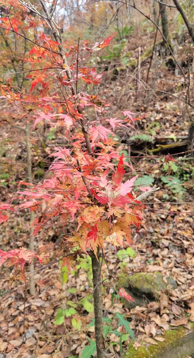 凡昕老媽的可愛沙龍與你分享