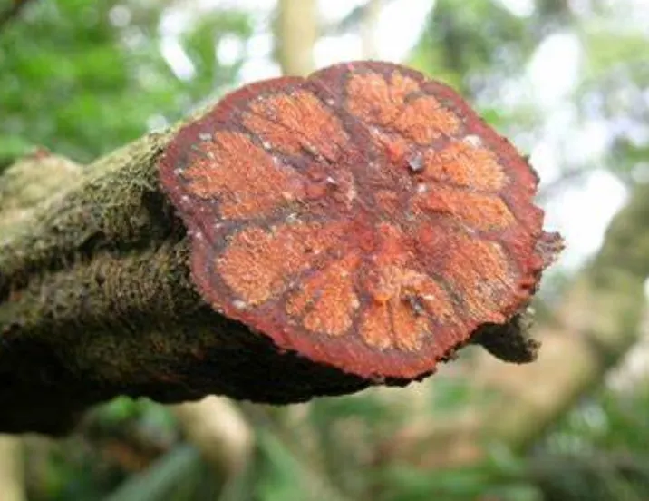 莖橫斷面有菊花狀花紋造形而得名