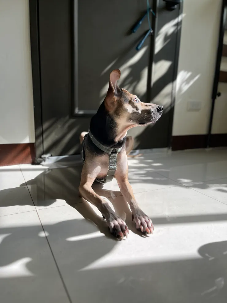 喜歡曬太陽的狗