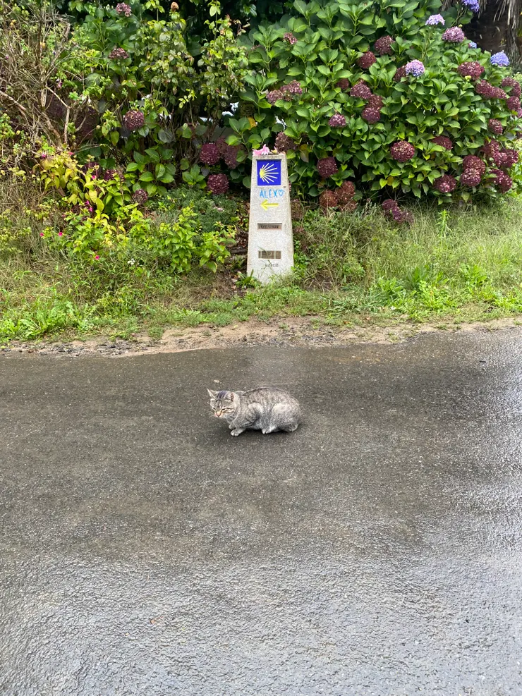 在路中間討摸的貓貓(看到人就翻肚給摸)