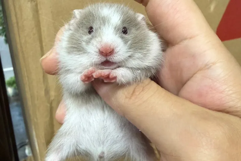 src