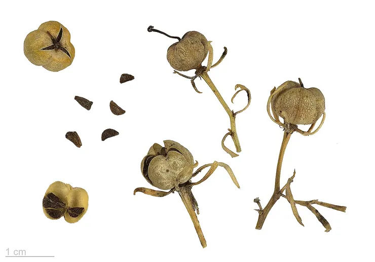 駱駝蓬子。由 Roger Culos - 自己的作品, CC BY-SA 3.0