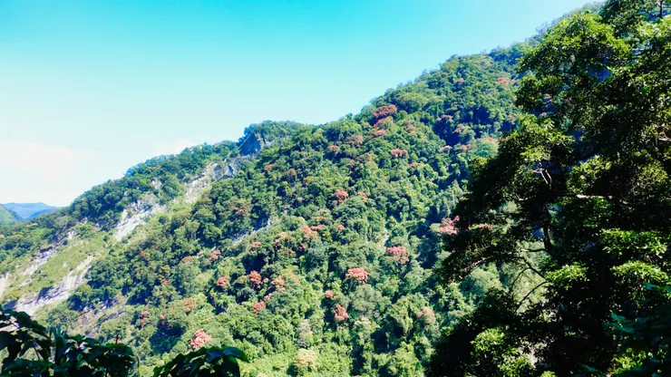 台灣欒樹是鄒族人昔日的大地月曆~台灣欒樹開花時,鄒族族人便開始整地,準備栽種小米。