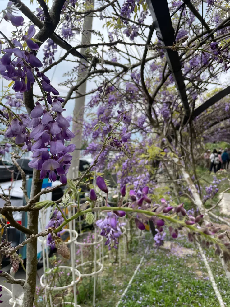 瑞里路邊紫藤花