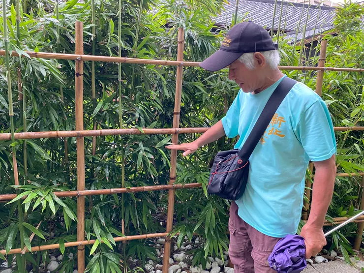 從前房子之間沒有圍牆,都是種矮綠籬,高度大約在腰部位置