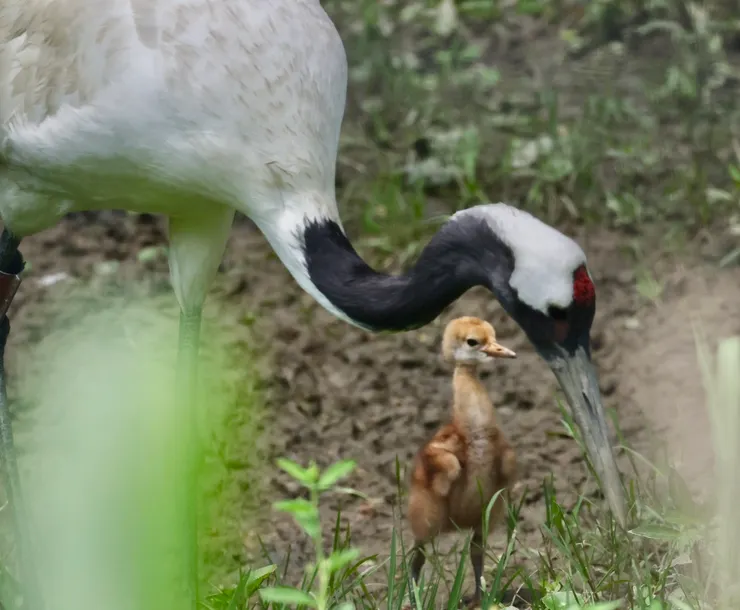 台北市立動物園丹頂鶴 ～Dr. 范提供