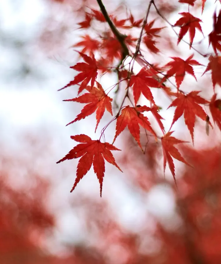 代代木公園的楓葉