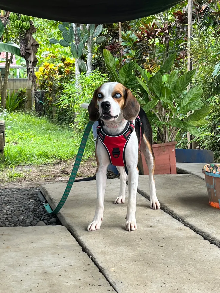 hostel裡長得像米格魯混哈士奇的狗