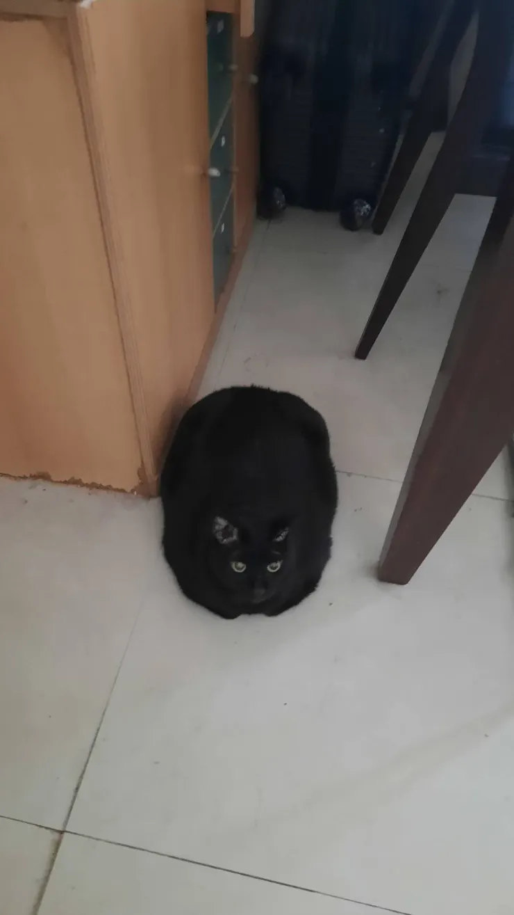 因為地震所以在地上窩成奇異果的貓，天災總會提醒我們珍惜