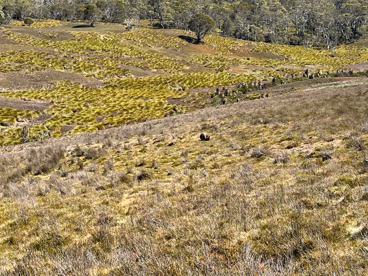大家有發現照片中的袋熊嗎☺️