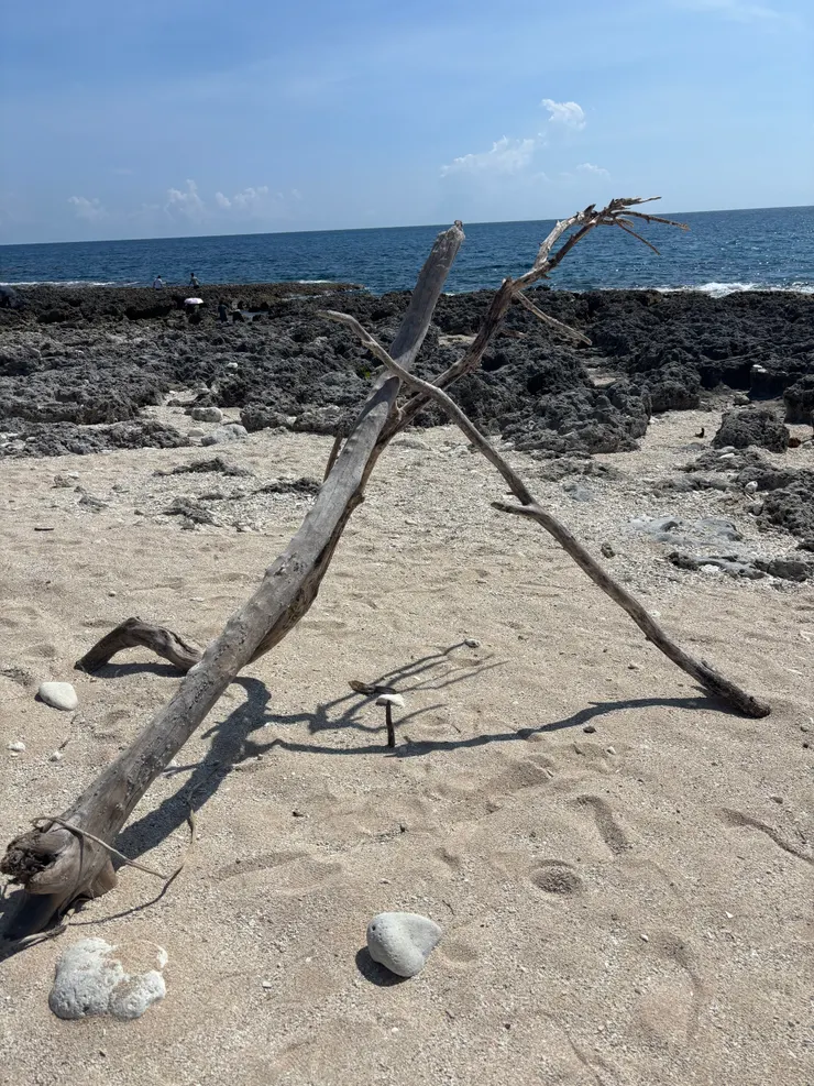 海邊特意構成的樹枝藝術