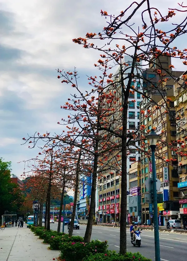 台大校園旁的木棉花道。公館。