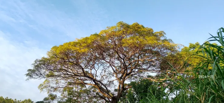 樹形漂亮的苦楝樹