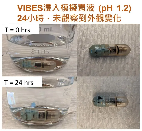 VIBES浸泡模擬胃液24小時後的外觀變化 [以文章內圖修改]。