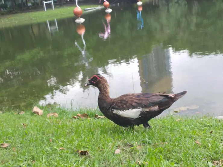 你是不是薑母鴨!!