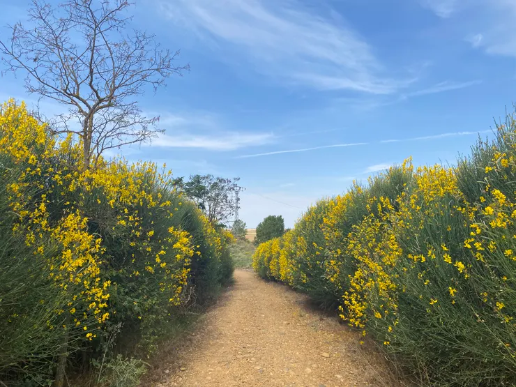 沿途最喜歡的聖約翰草，好香喔。