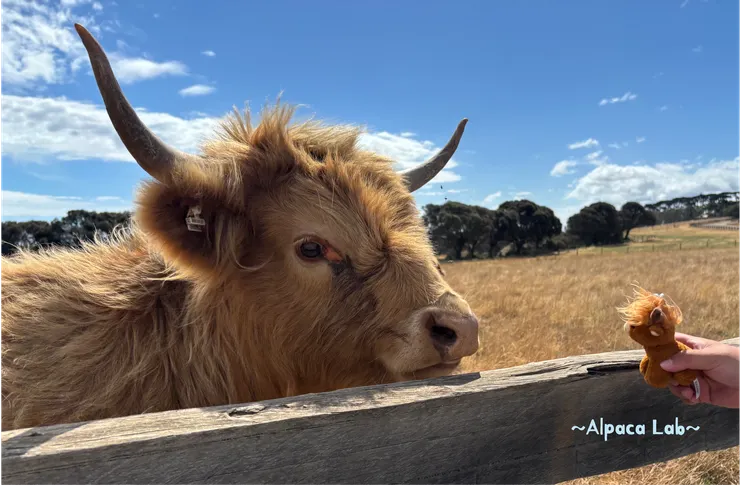 天地牛就在柵欄旁,趕緊下車拍個照啊!