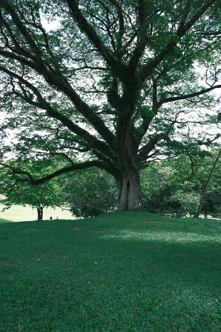 第一次體驗清邁深度旅遊,漫遊泰北秘境,感受慢活時光與在地泰式風情