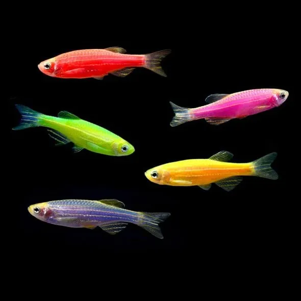 GloFish 各種螢光斑馬魚