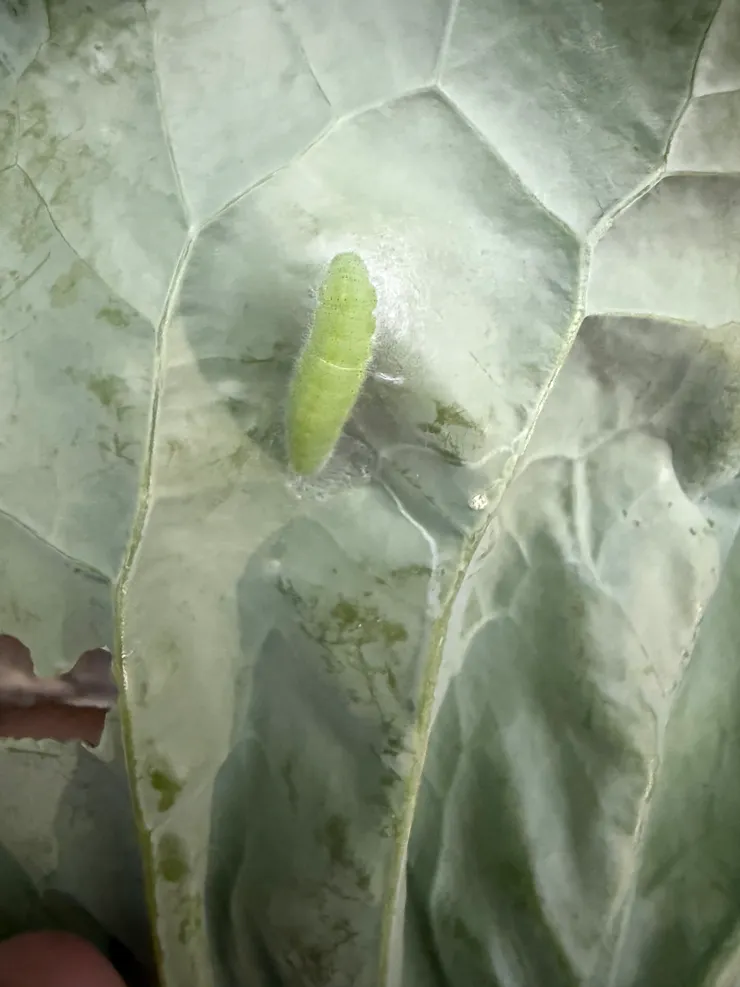 2025/12/28 菜蟲野放