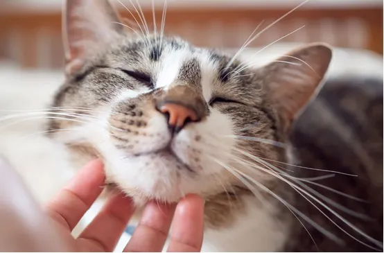 照片來源：aaha.org