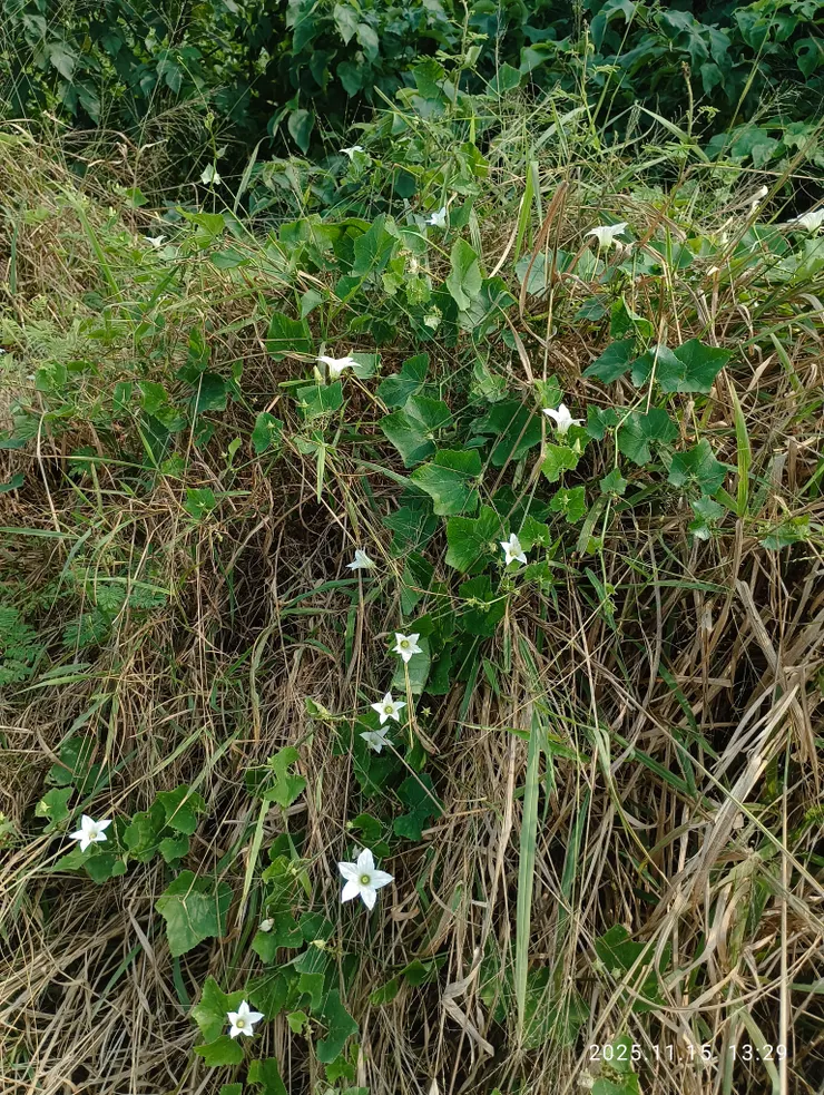 花白茅瓜野攀爬