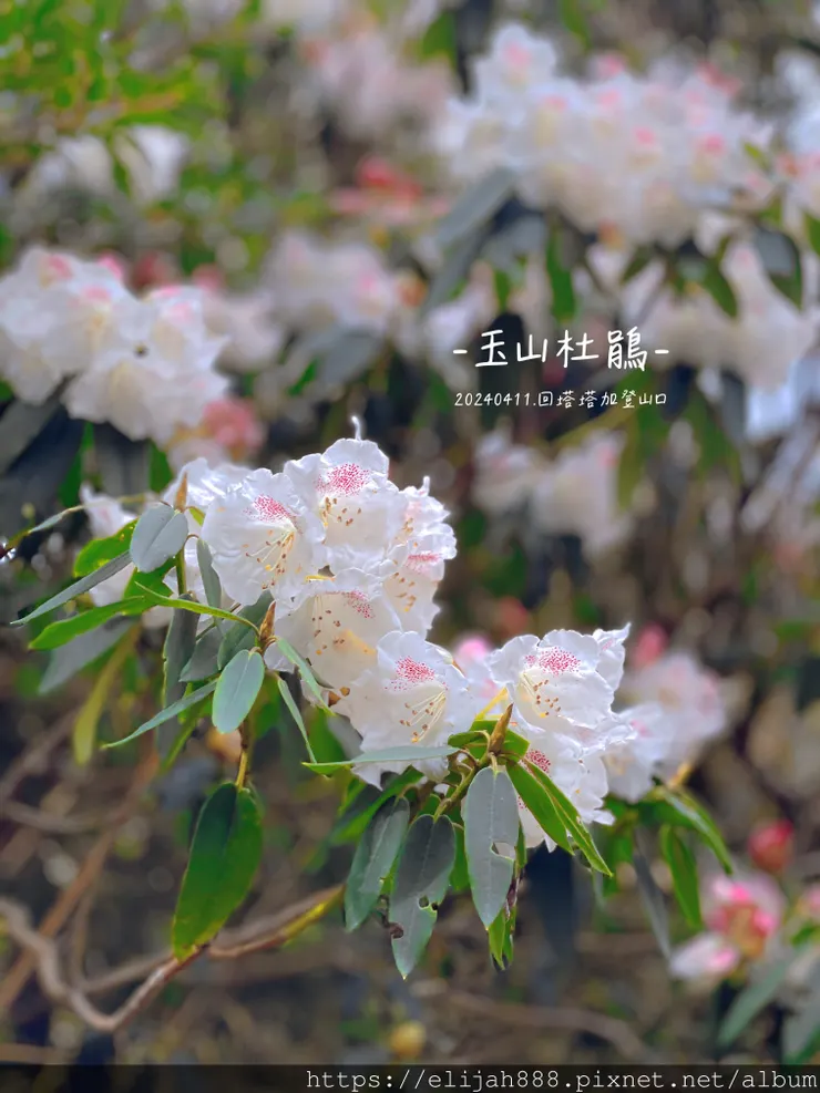 【玉山主峰西峰.兩天兩夜】冷到爆炸的玉山主峰賞雲海/一直走花