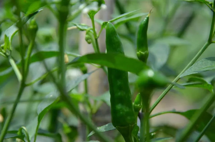 朝天椒果實出來了