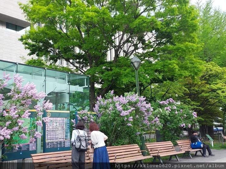 圖中紫色的花即是丁香花。