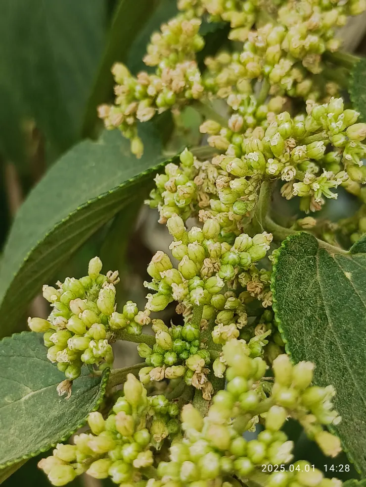山黃麻花開中