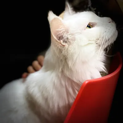 𝒢 𝒾𝓈 ℒ𝒾𝓋𝒾𝓃𝑔