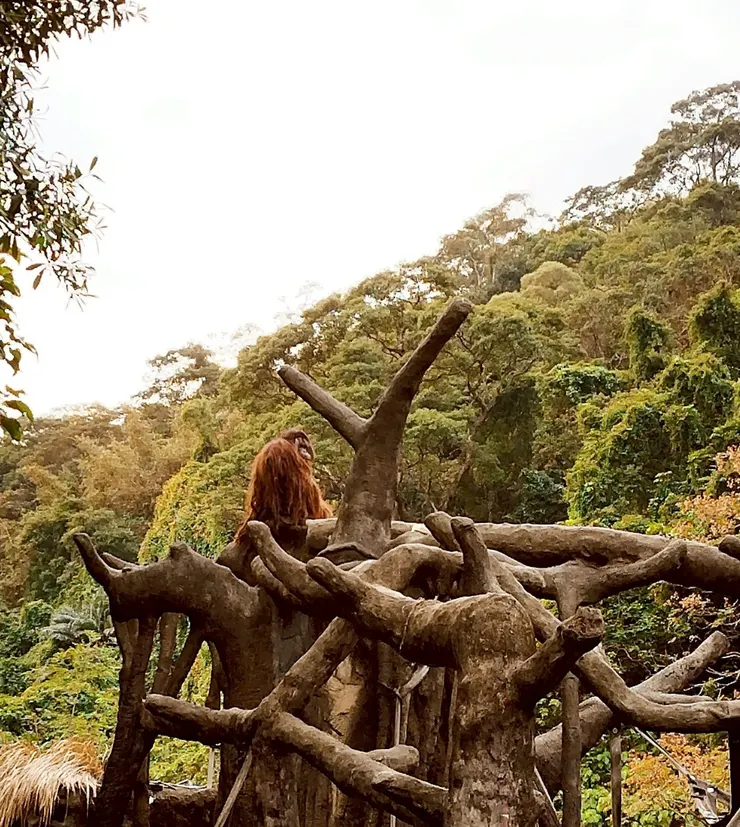 紅毛猩猩 --- 不知為何感覺他好孤單😭