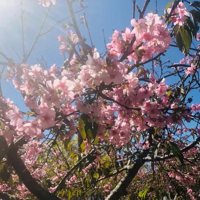 上神月零的沙龍