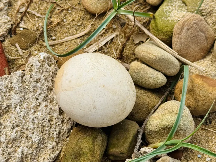 旁邊有顆好圓滑的石頭