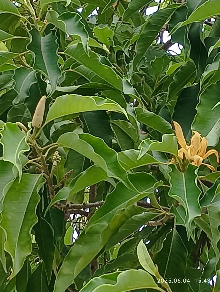 近拍花開，我首回見