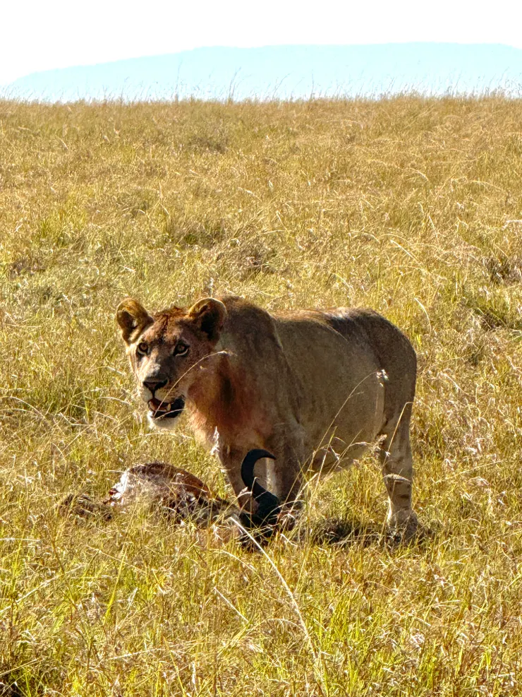 獅子腳邊的就是他的獵物