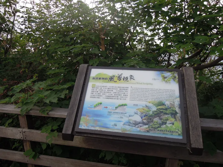 海濱植物的風剪現象