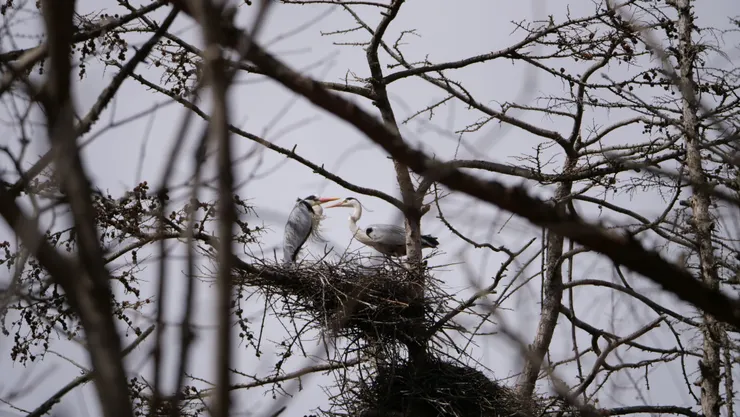 牠們在聊什麽呢？
