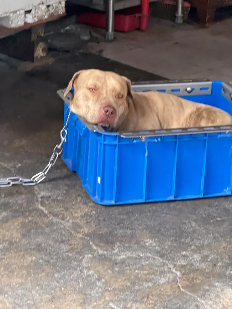 2026/02/19 睡覺的狗