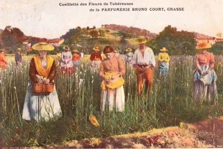 夜來香因其夜間散發濃郁香氣而得名，並且常被用於提煉香精製造香水。圖為1812年成立的布魯諾‧庫爾香水廠的工人們正在採收夜來香。