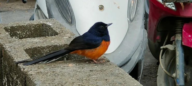 漂亮的鳥來聽歌，完全不怕人ㄟ~