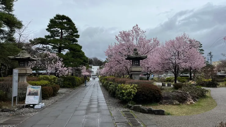 櫻花雖不多，粉色看過去還是很漂亮。