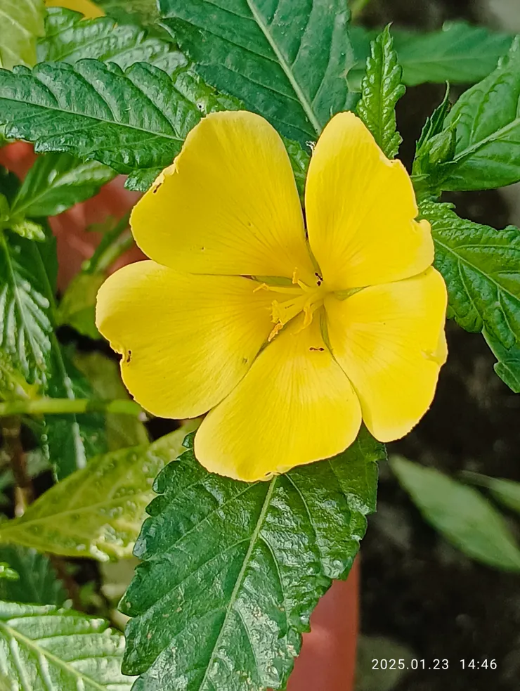 黃時鐘花，自拍攝