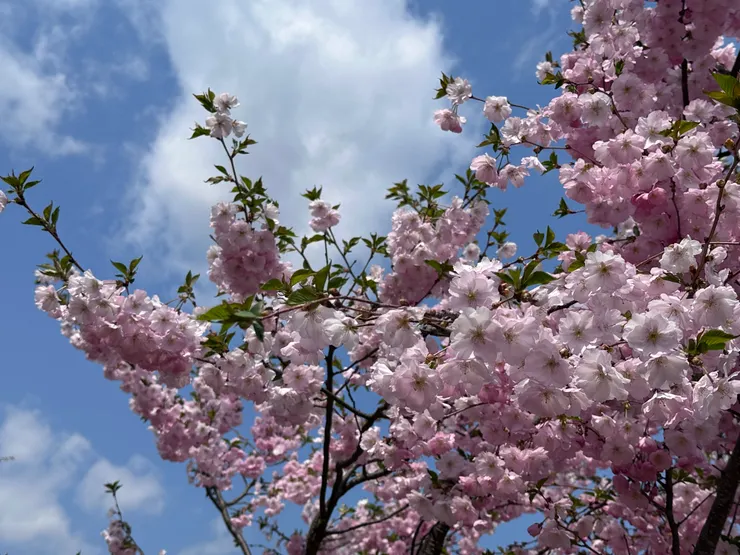 植物園裡面有超多品種的櫻花